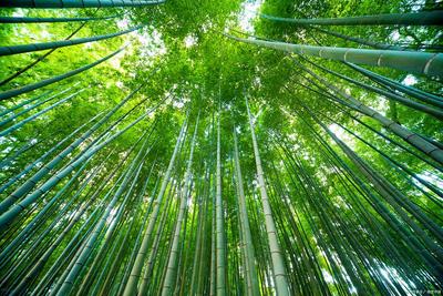 精神图腾-命名的终极追求，深圳起名大师黄天雄