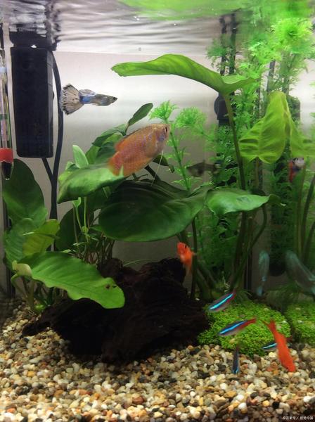 星宿分野：天体能量与地理空间的对应系统，黄天雄新派风水