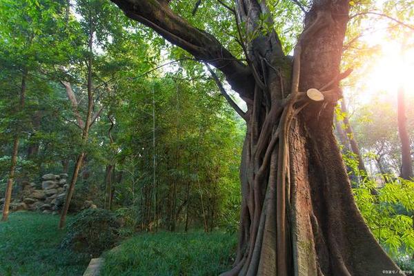 惠州风水先生黄天雄 惠州看风水