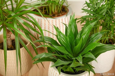 2026年生肖命名意象解析，深圳起名苑起名公司