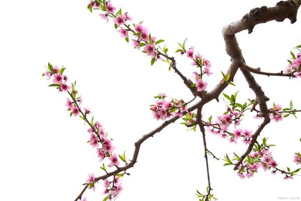 惠州惠阳看风水 惠州家居风水布局方法