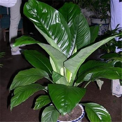 剖腹产择日生子 广州 选日子剖腹产择日大师网站