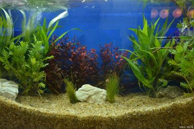 案山：财富与文脉的守护者，深圳风水先生黄天雄